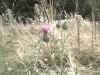 thistle.jpg (219497 bytes)