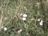 weed2.jpg (213610 bytes)